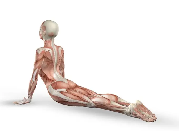 srvc-opbmc-fascial - Perfect Balance Medical Center fascial
